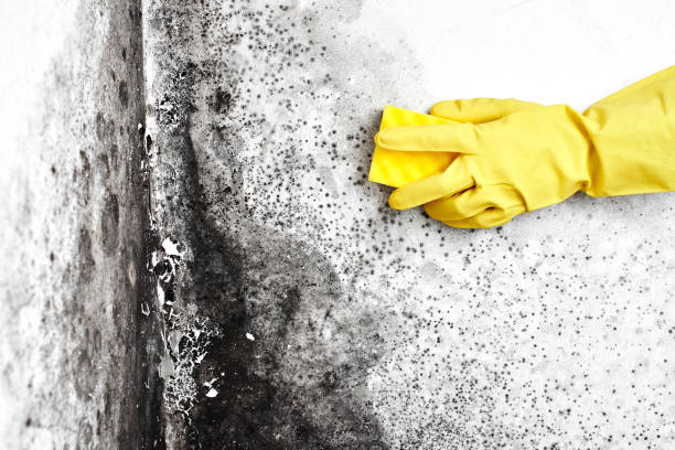 Office Mold Removal Services in South Shore, KY