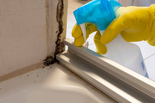 Best Professional Mold Removal  in South Shore, KY