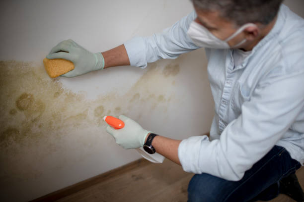 Best Office Mold Removal Services  in South Shore, KY