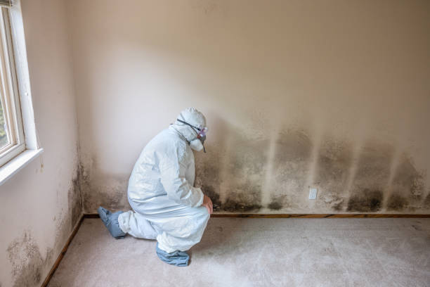 Best Emergency Mold Removal  in South Shore, KY