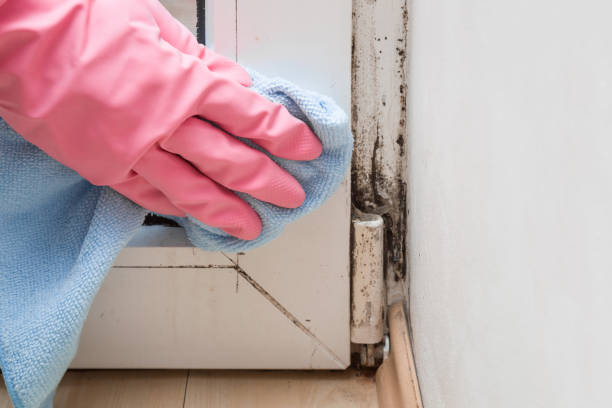 Mold Removal and Inspection in South Shore, KY