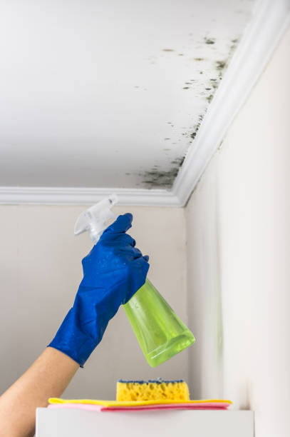 Professional Mold Removal in South Shore, KY